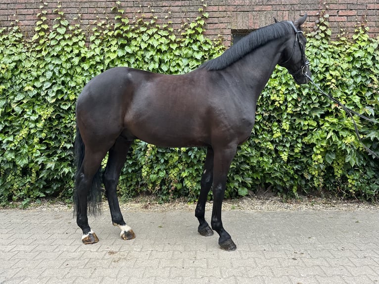 Westphalian Gelding 5 years 16.3 hh Black in Rees