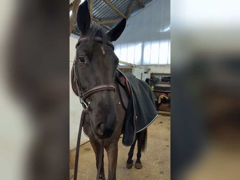 Westphalian Gelding 5 years 16.3 hh Black in Lindlar