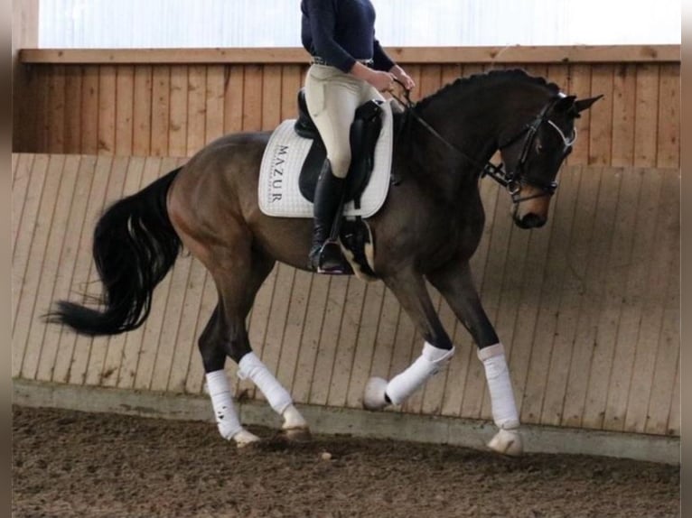 Westphalian Gelding 5 years 16.3 hh Brown in Fürstenau