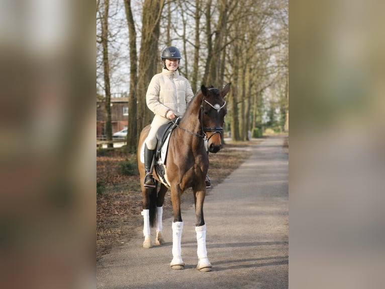 Westphalian Gelding 5 years 16.3 hh Brown in Fürstenau