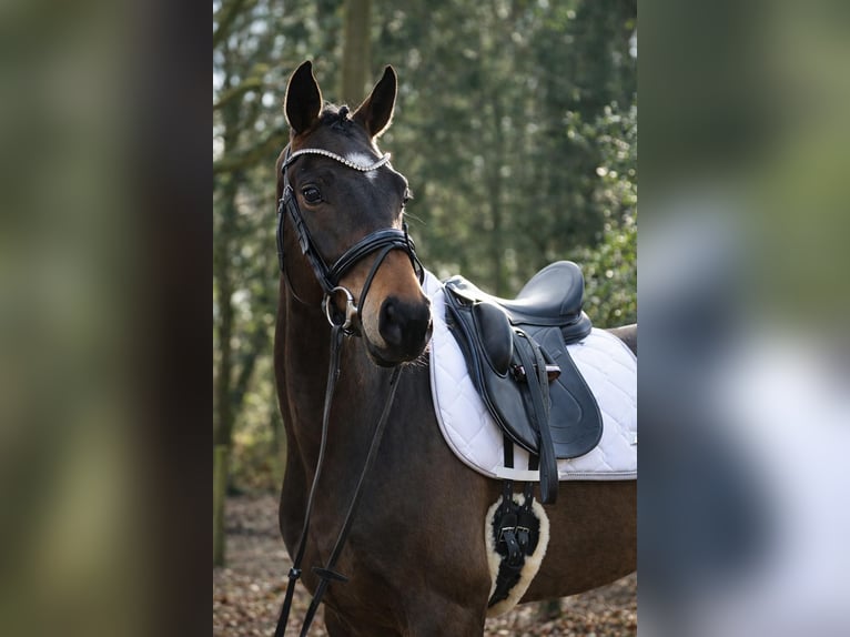 Westphalian Gelding 5 years 16.3 hh Brown in Fürstenau