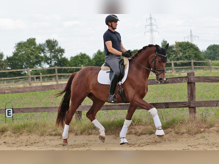 Westphalian Gelding 5 years 16.3 hh Chestnut in Greven