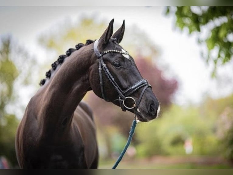 Westphalian Gelding 5 years 16,3 hh in Hepstedt