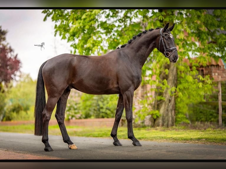 Westphalian Gelding 5 years 16,3 hh in Hepstedt