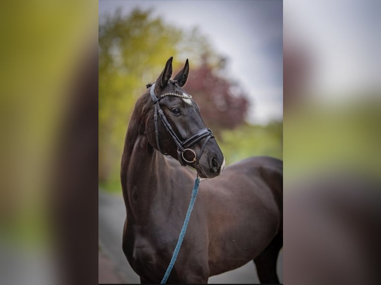 Westphalian Gelding 5 years 16,3 hh in Hepstedt