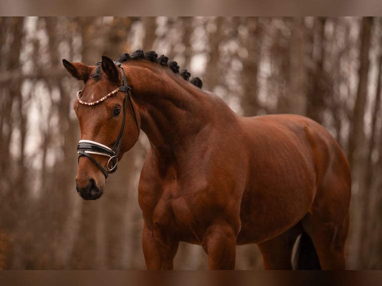 Westphalian Gelding 5 years 16,3 hh in Wehringen