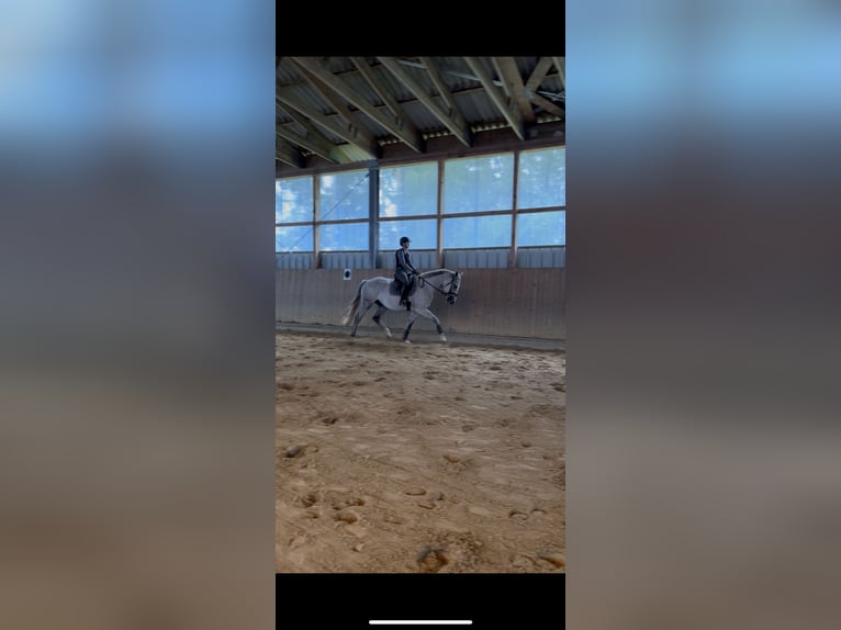 Westphalian Gelding 5 years 16.3 hh Grey in Bomlitz