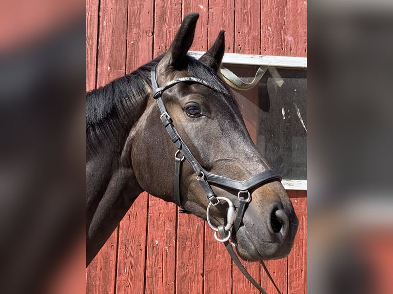 Westphalian Gelding 5 years 16.3 hh Smoky-Black in Barntrup