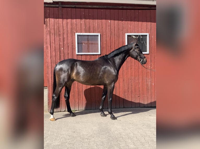 Westphalian Gelding 5 years 16.3 hh Smoky-Black in Barntrup