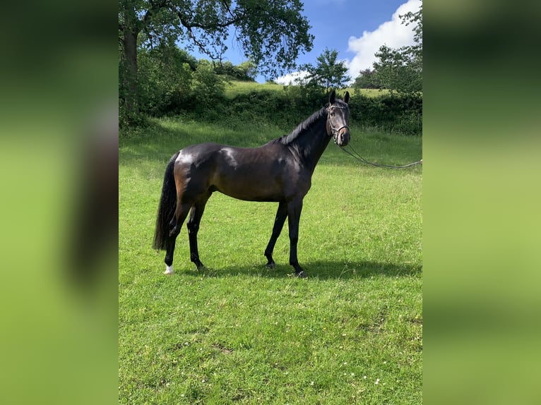 Westphalian Gelding 5 years 16.3 hh Smoky-Black in Barntrup