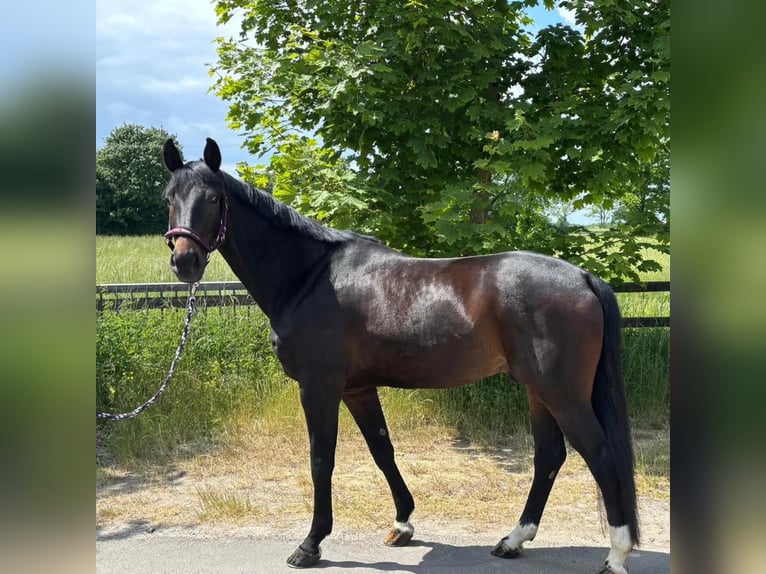 Westphalian Gelding 5 years 16 hh Bay-Dark in Remscheid