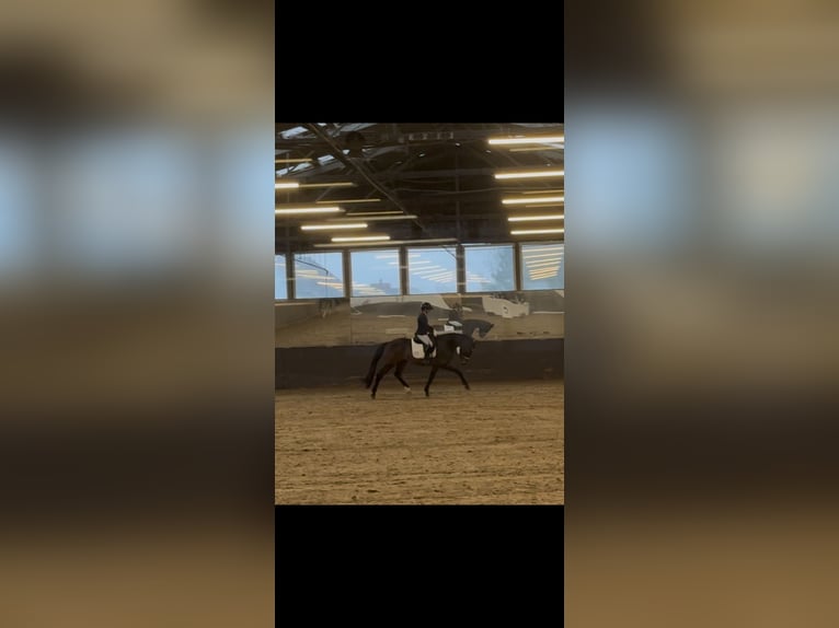 Westphalian Gelding 5 years 16 hh Bay-Dark in Much