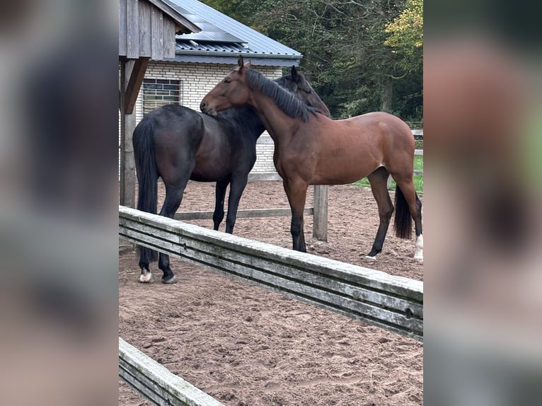 Westphalian Gelding 5 years 16 hh Bay-Dark in Georgsmarienhütte