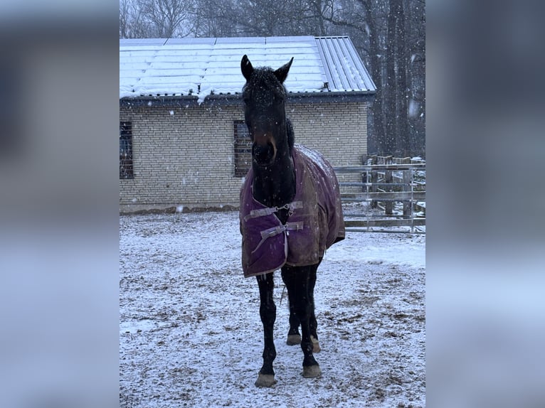 Westphalian Gelding 5 years 16 hh Bay-Dark in Georgsmarienhütte