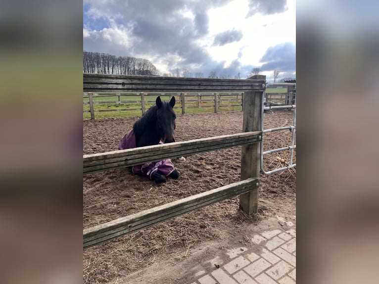 Westphalian Gelding 5 years 16 hh Bay-Dark in Georgsmarienhütte