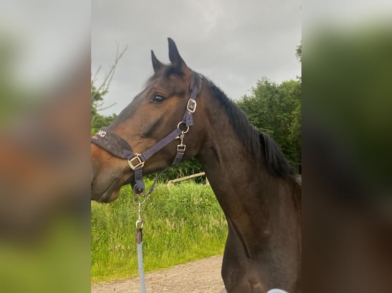 Westphalian Gelding 5 years 16 hh Bay-Dark in Georgsmarienhütte