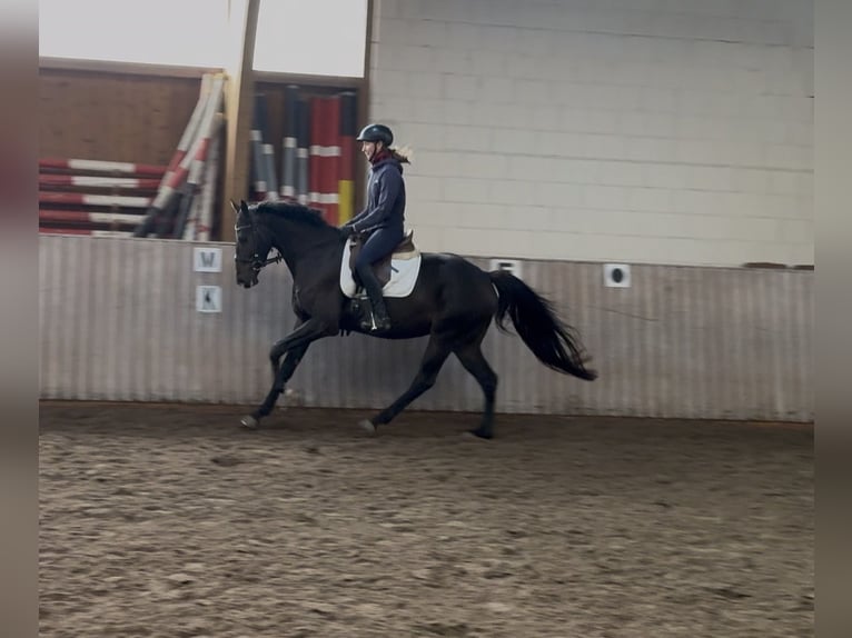Westphalian Gelding 5 years 16 hh Bay-Dark in Schenklengsfeld