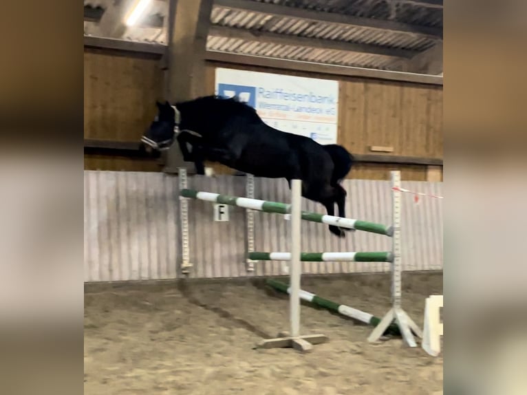Westphalian Gelding 5 years 16 hh Bay-Dark in Schenklengsfeld