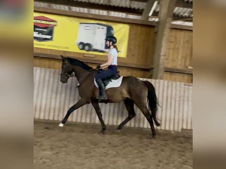 Westphalian Gelding 5 years 16 hh Bay-Dark in Schenklengsfeld