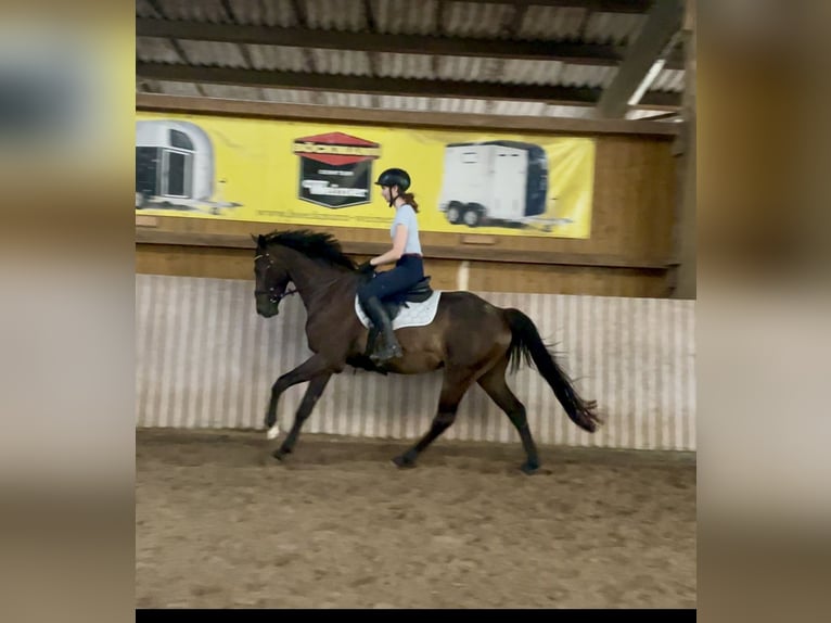 Westphalian Gelding 5 years 16 hh Bay-Dark in Schenklengsfeld