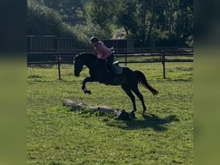 Westphalian Gelding 5 years 16 hh Bay-Dark in Schenklengsfeld