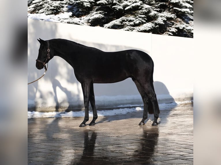 Westphalian Gelding 5 years 16 hh Black in Kroatisch Minihof / Mjenovo