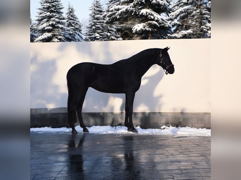 Westphalian Gelding 5 years 16 hh Black in Kroatisch Minihof / Mjenovo