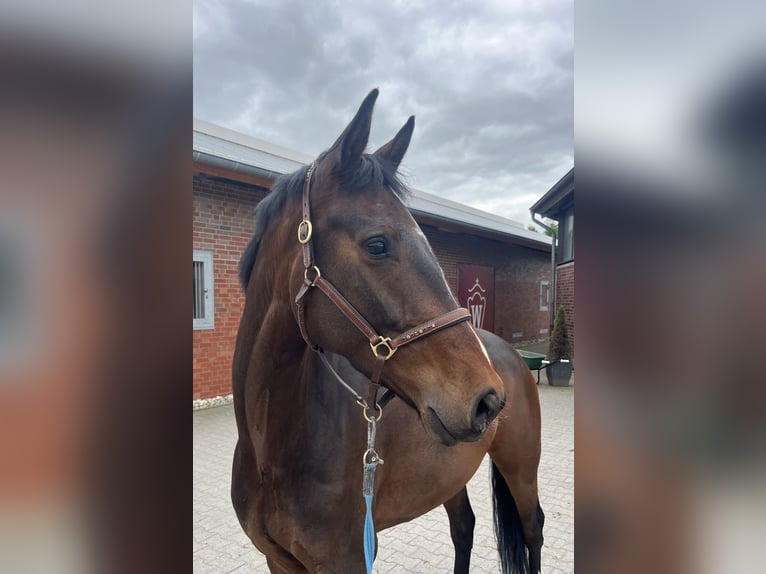 Westphalian Gelding 5 years 16 hh Brown in M&#xFC;nster
