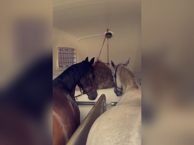 Westphalian Gelding 5 years 16 hh Brown in M&#xFC;nster