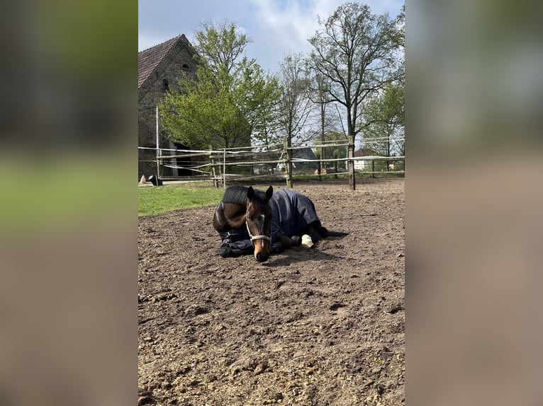 Westphalian Gelding 5 years 16 hh Brown in M&#xFC;nster