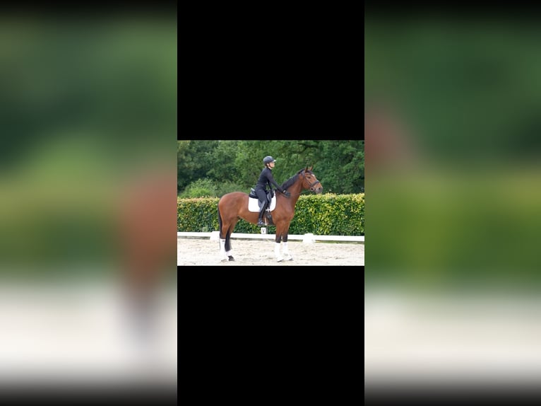 Westphalian Gelding 5 years 16 hh Brown in Geseke