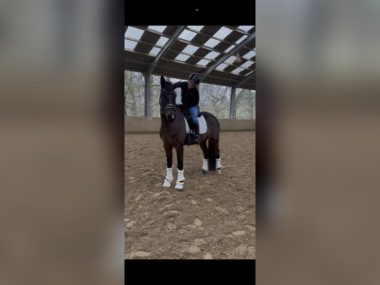 Westphalian Gelding 5 years 16 hh Brown in Much