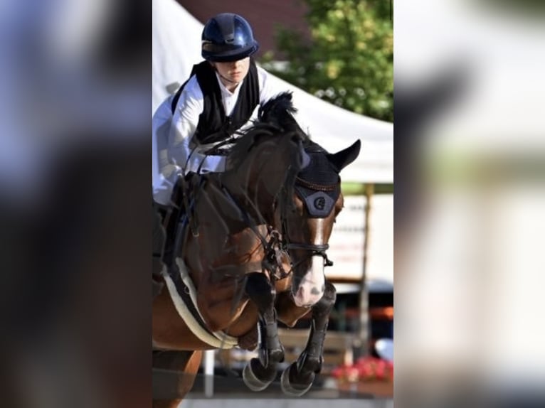 Westphalian Gelding 5 years 16 hh Brown in Zeitlofs