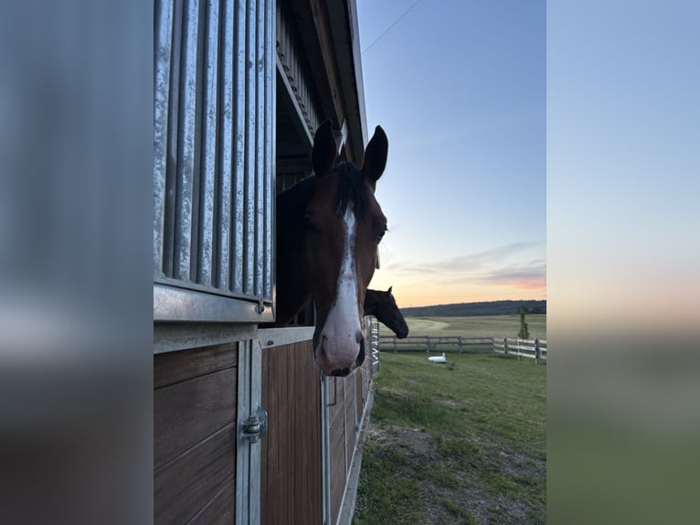 Westphalian Gelding 5 years 16 hh Brown in Zeitlofs
