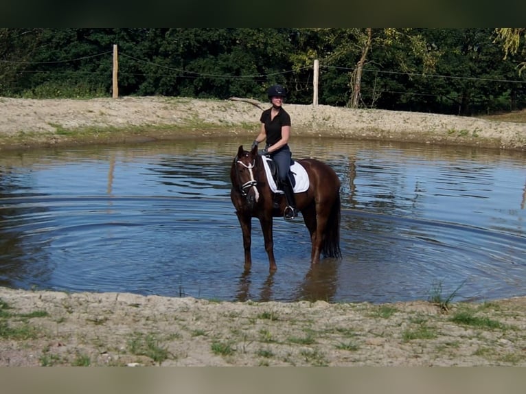 Westphalian Gelding 5 years 16 hh Chestnut in Iserlohn