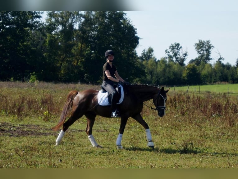 Westphalian Gelding 5 years 16 hh Chestnut in Iserlohn