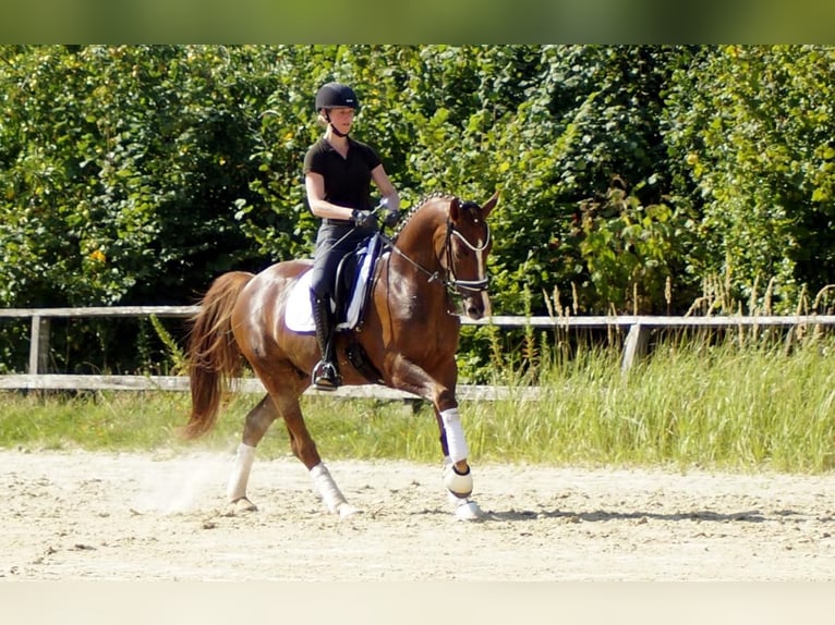 Westphalian Gelding 5 years 16 hh Chestnut in Iserlohn