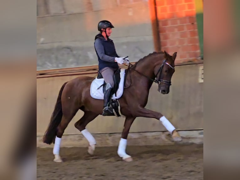 Westphalian Gelding 5 years 16 hh Chestnut in Bünde