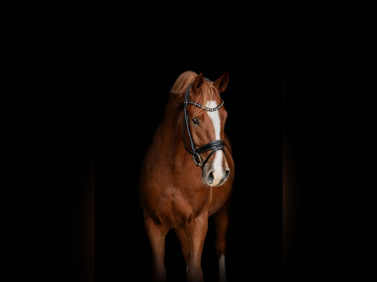 Westphalian Gelding 5 years 16 hh Chestnut-Red in Senden