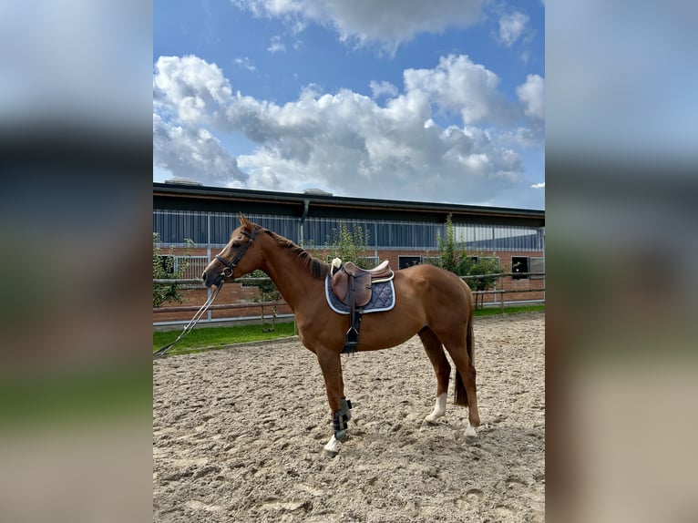 Westphalian Gelding 5 years 16 hh Chestnut-Red in Neuenkirchen