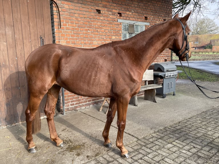 Westphalian Gelding 5 years 16 hh Chestnut-Red in Versmold