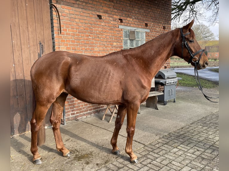 Westphalian Gelding 5 years 16 hh Chestnut-Red in Versmold