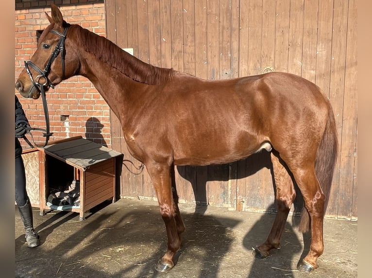 Westphalian Gelding 5 years 16 hh Chestnut-Red in Versmold