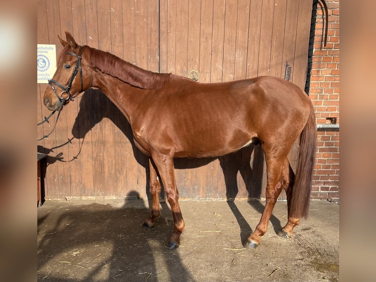 Westphalian Gelding 5 years 16 hh Chestnut-Red in Versmold