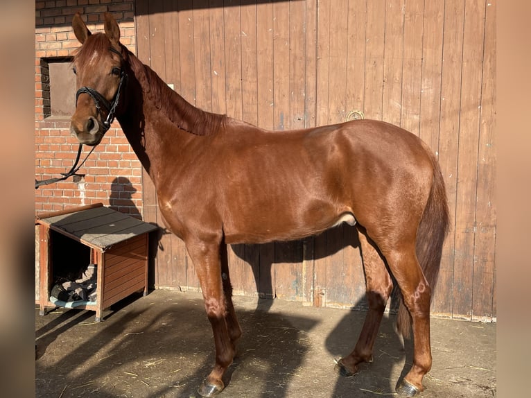 Westphalian Gelding 5 years 16 hh Chestnut-Red in Versmold