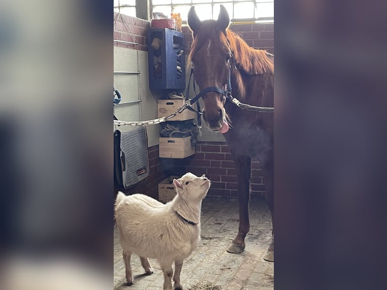 Westphalian Gelding 5 years 16 hh Chestnut-Red in Versmold