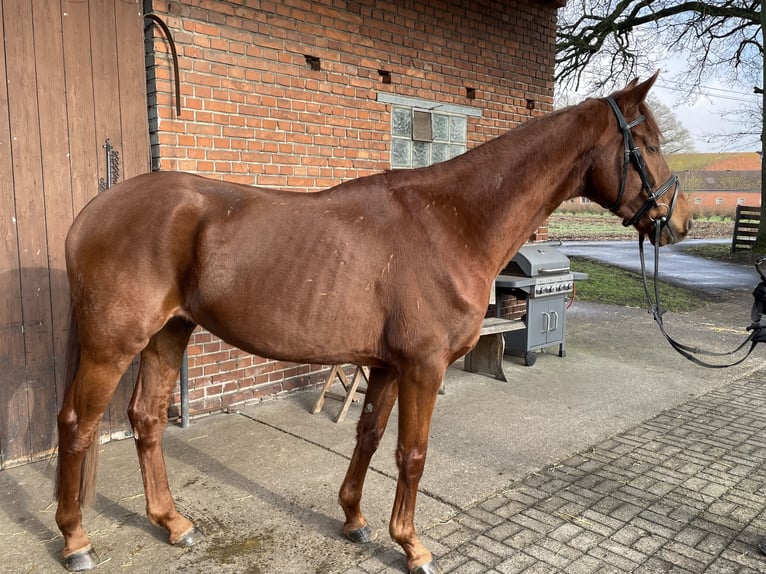 Westphalian Gelding 5 years 16 hh Chestnut-Red in Versmold