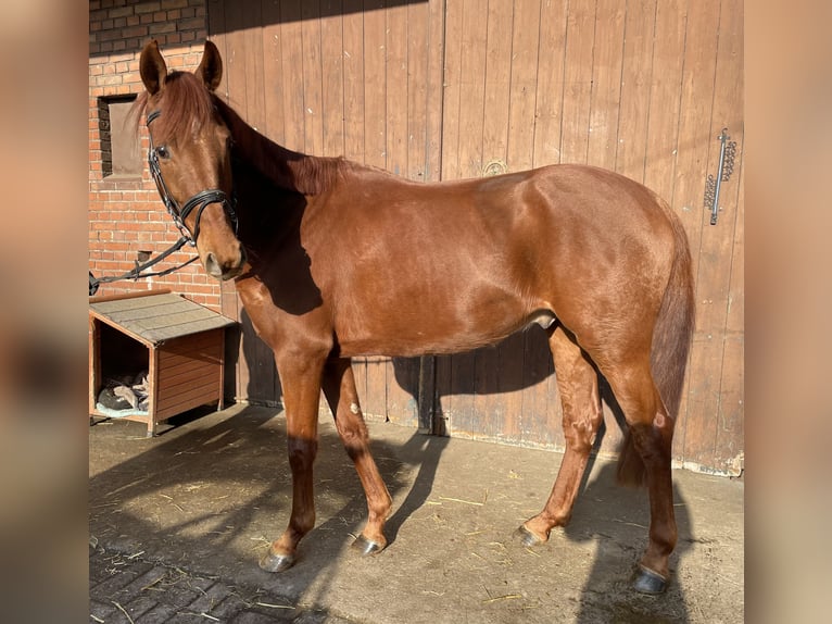 Westphalian Gelding 5 years 16 hh Chestnut-Red in Versmold