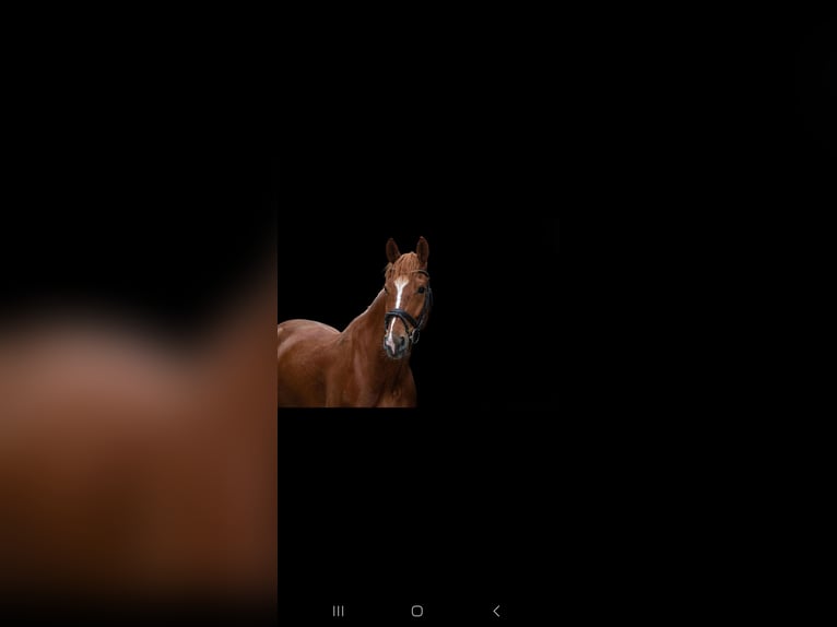 Westphalian Gelding 5 years 16 hh Chestnut-Red in Nieder-Olm