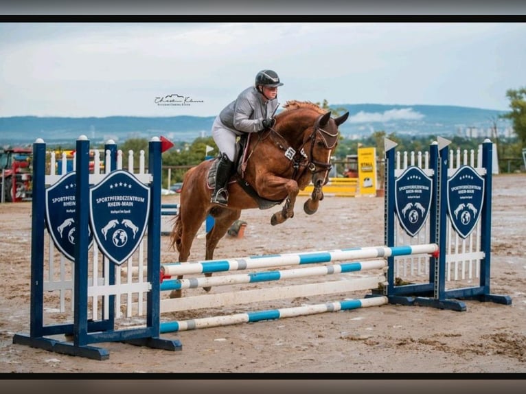 Westphalian Gelding 5 years 16 hh Chestnut-Red in Nieder-Olm